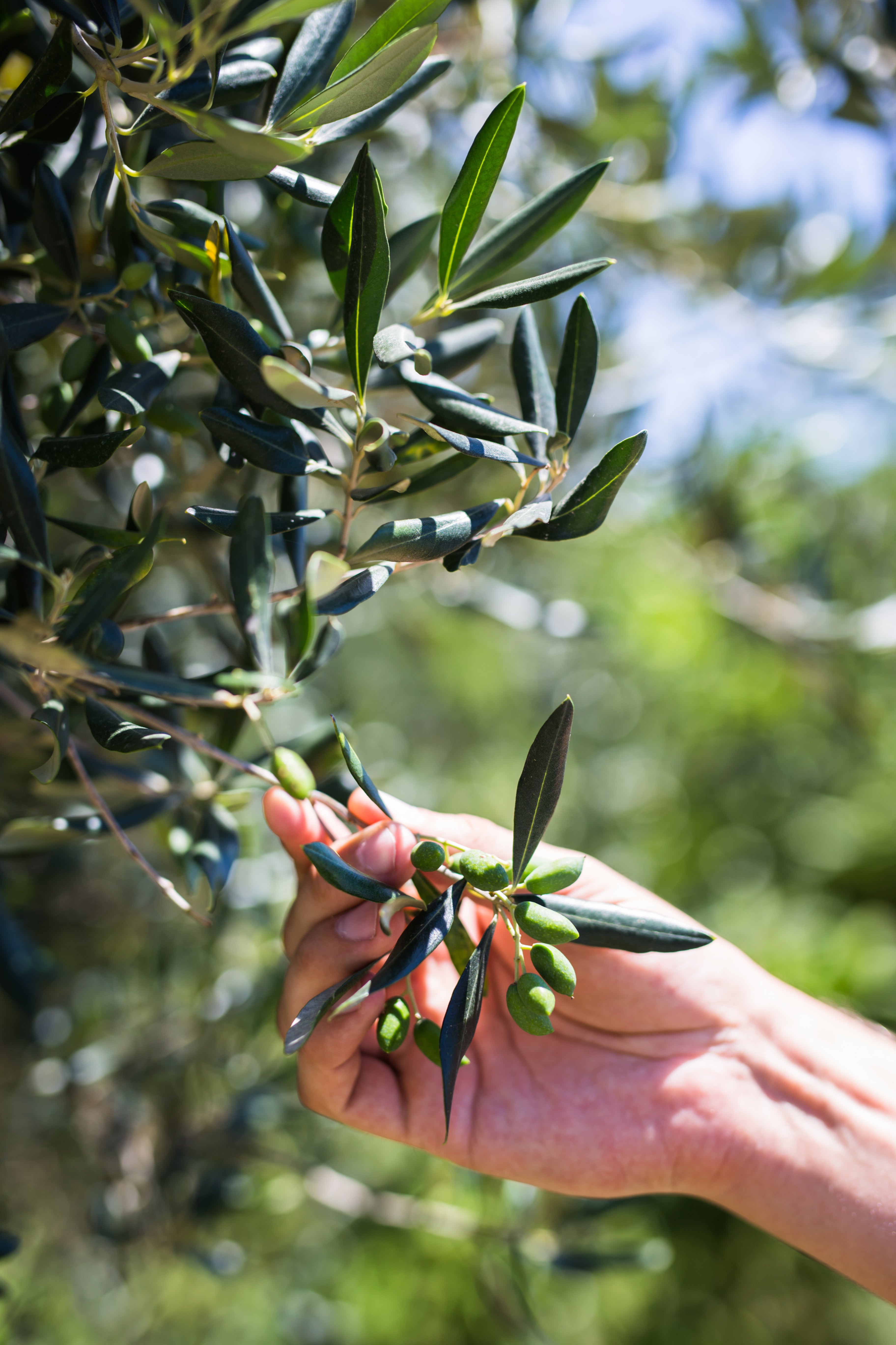 The journey of the olive