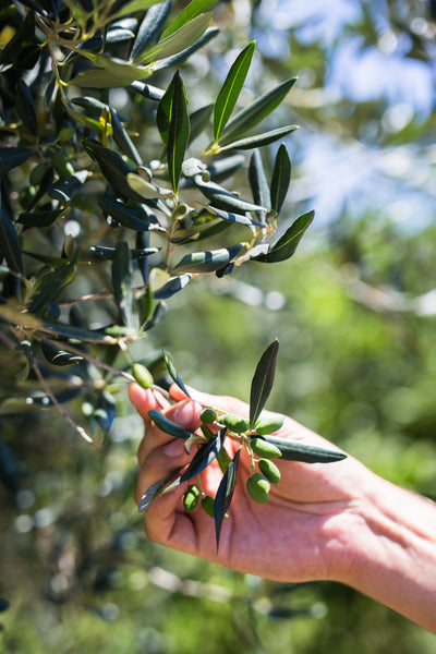 Le voyage de l'olive
