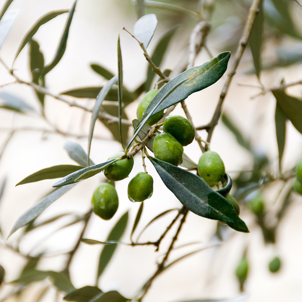 4 Nutritional facts about Olive Oil
