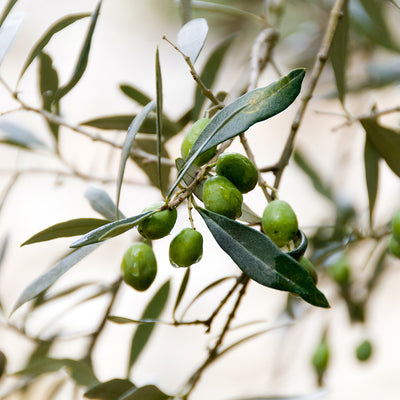 4 Faits nutritionnels sur l'huile d'olive