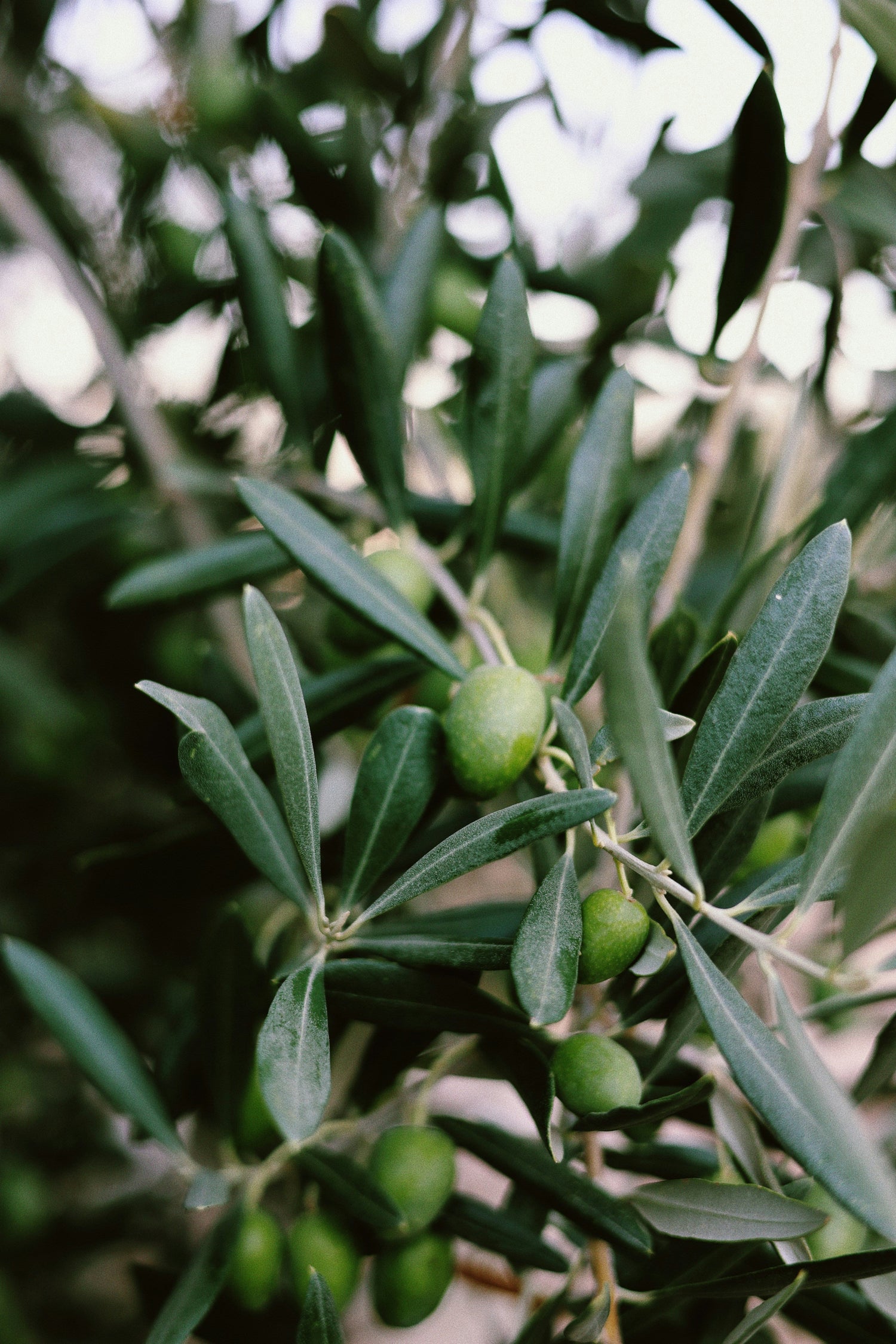 4 Nutritional Facts About Olive Oil