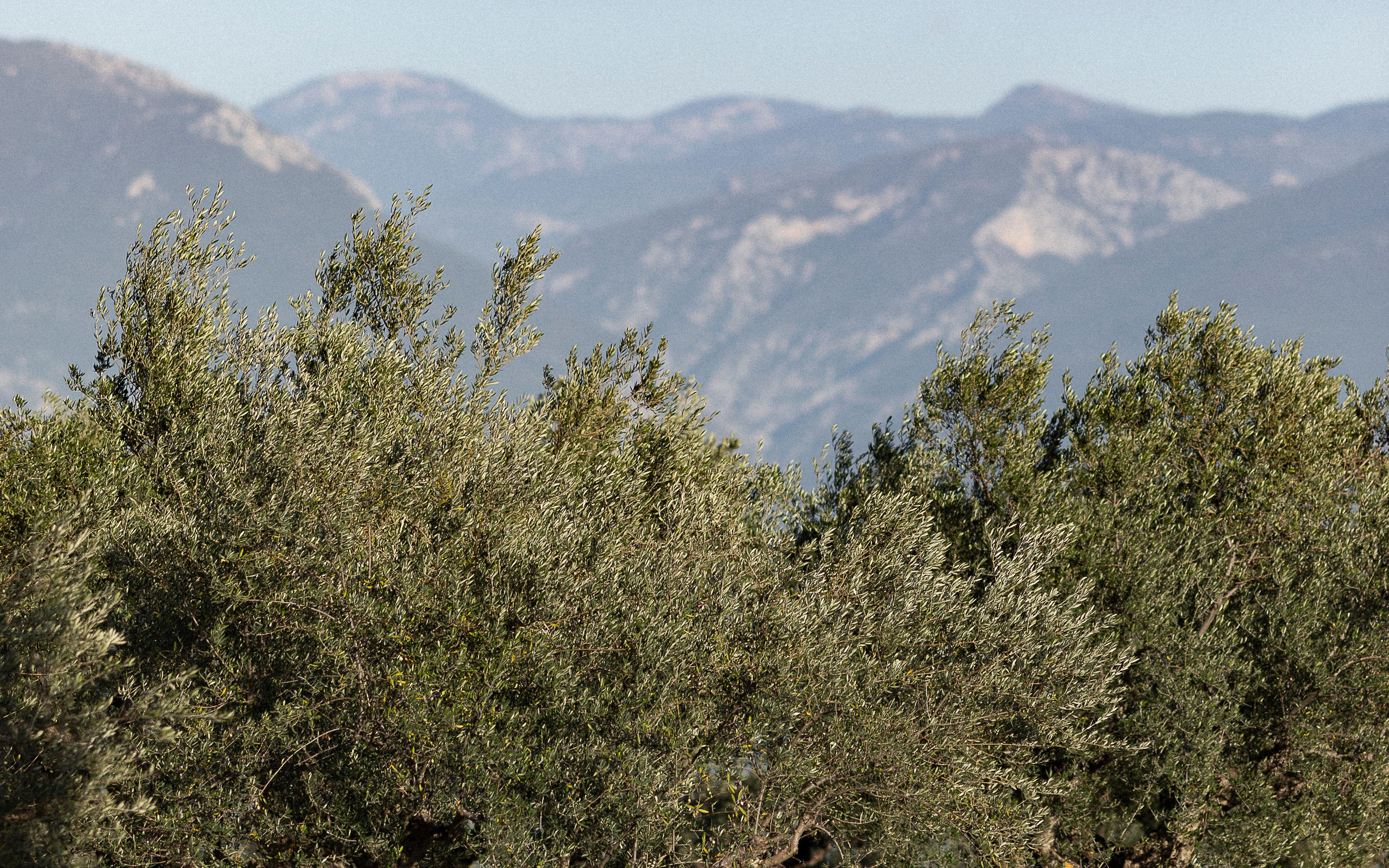 Neolea Extra Virgin Olive Oil - Always Fresh - Born In Greece
